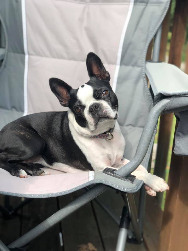 All Paws Pet Salon Ellicott City