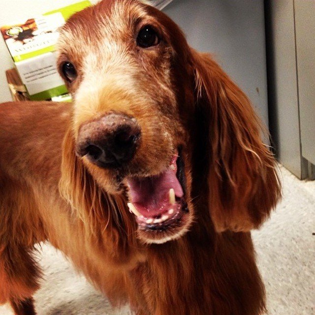 All Paws Pet Salon Ellicott City