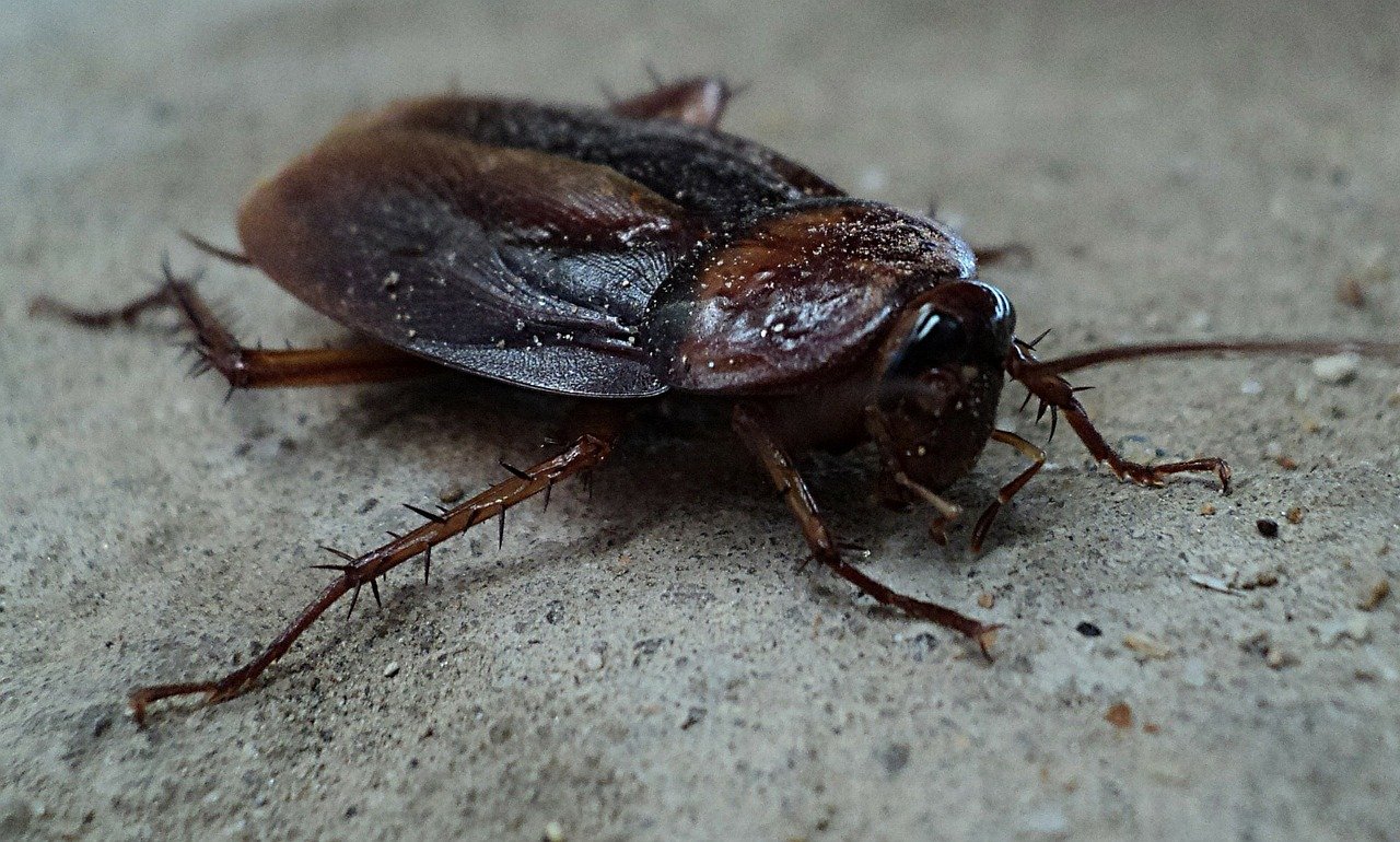 Kansas City Pest Control | Pest Removal & Treatments