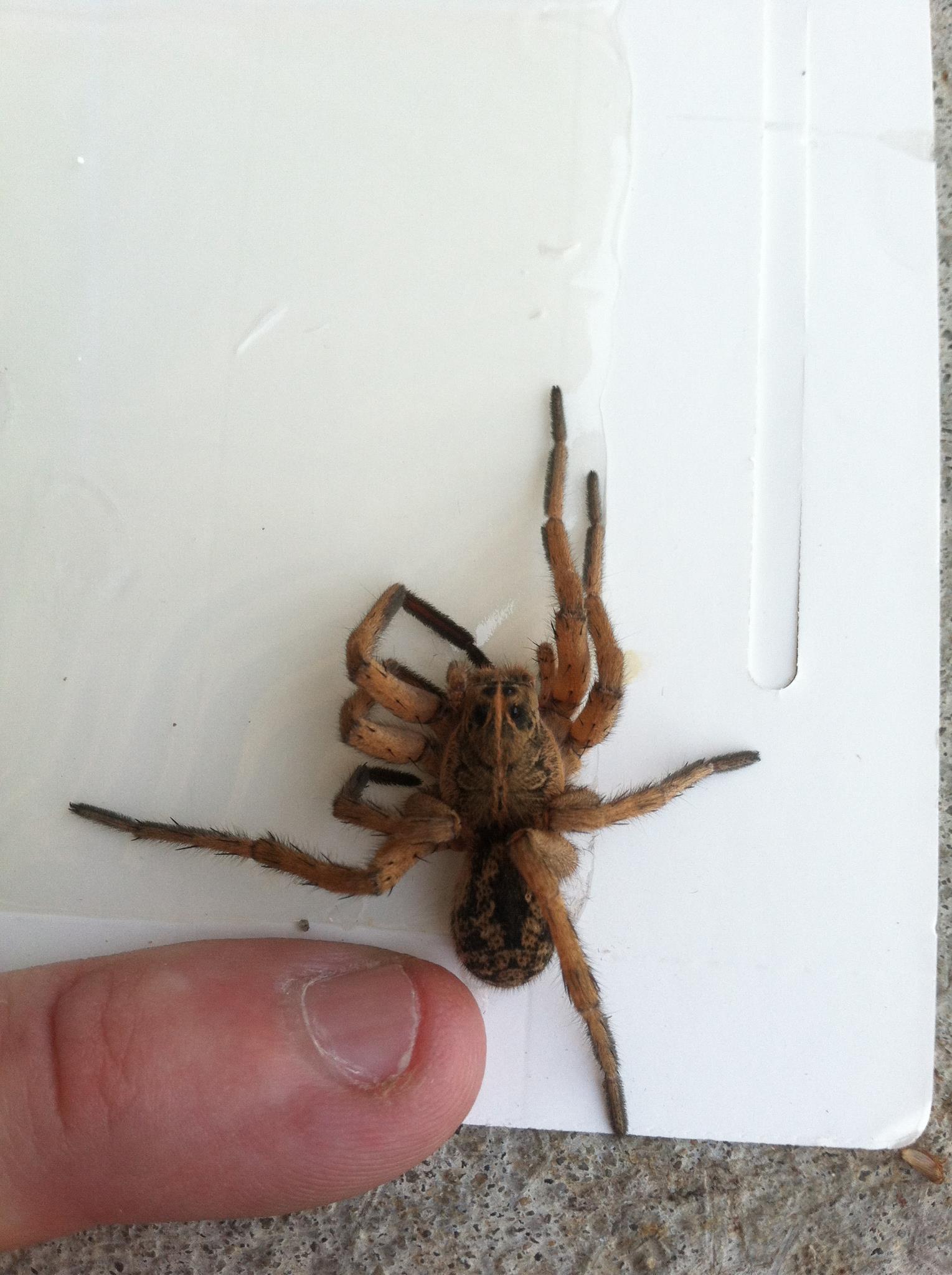 Cole Termite & Pest Control Kansas City Pest Control Company