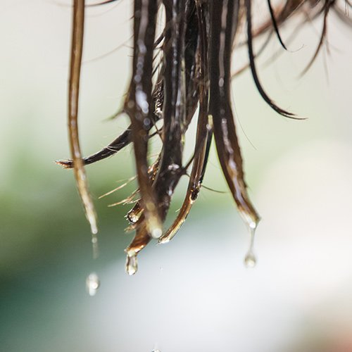 Head Lice Treatment That Works — Birmingham, Alabama — Lice Clinics of