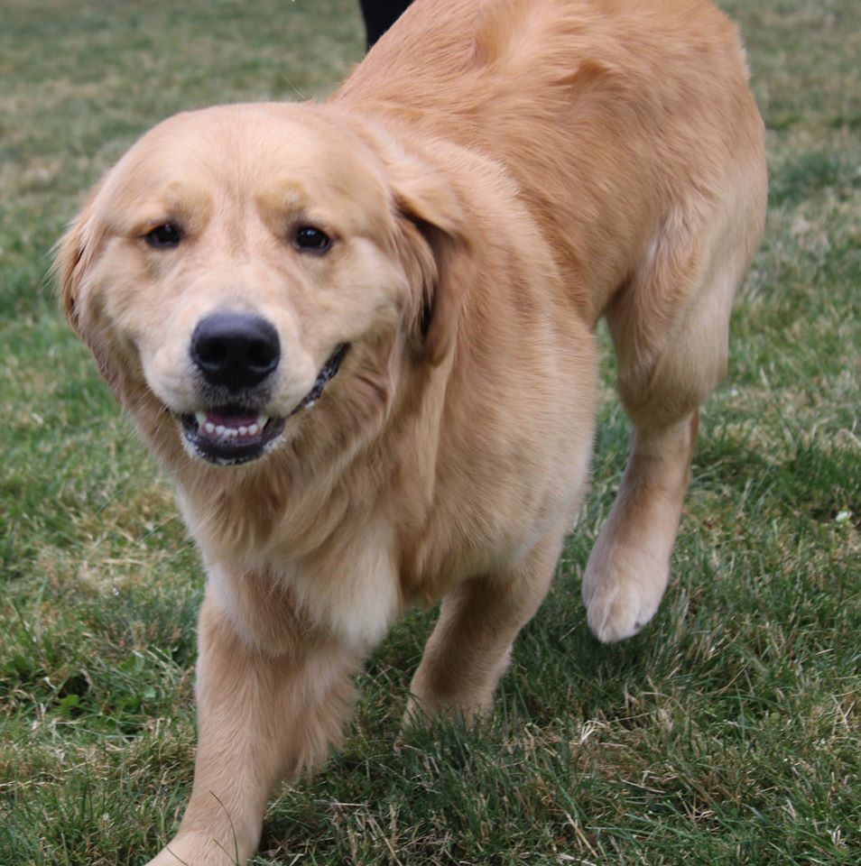 Pet Boarding Clinton Twp., MI Shores Kennels