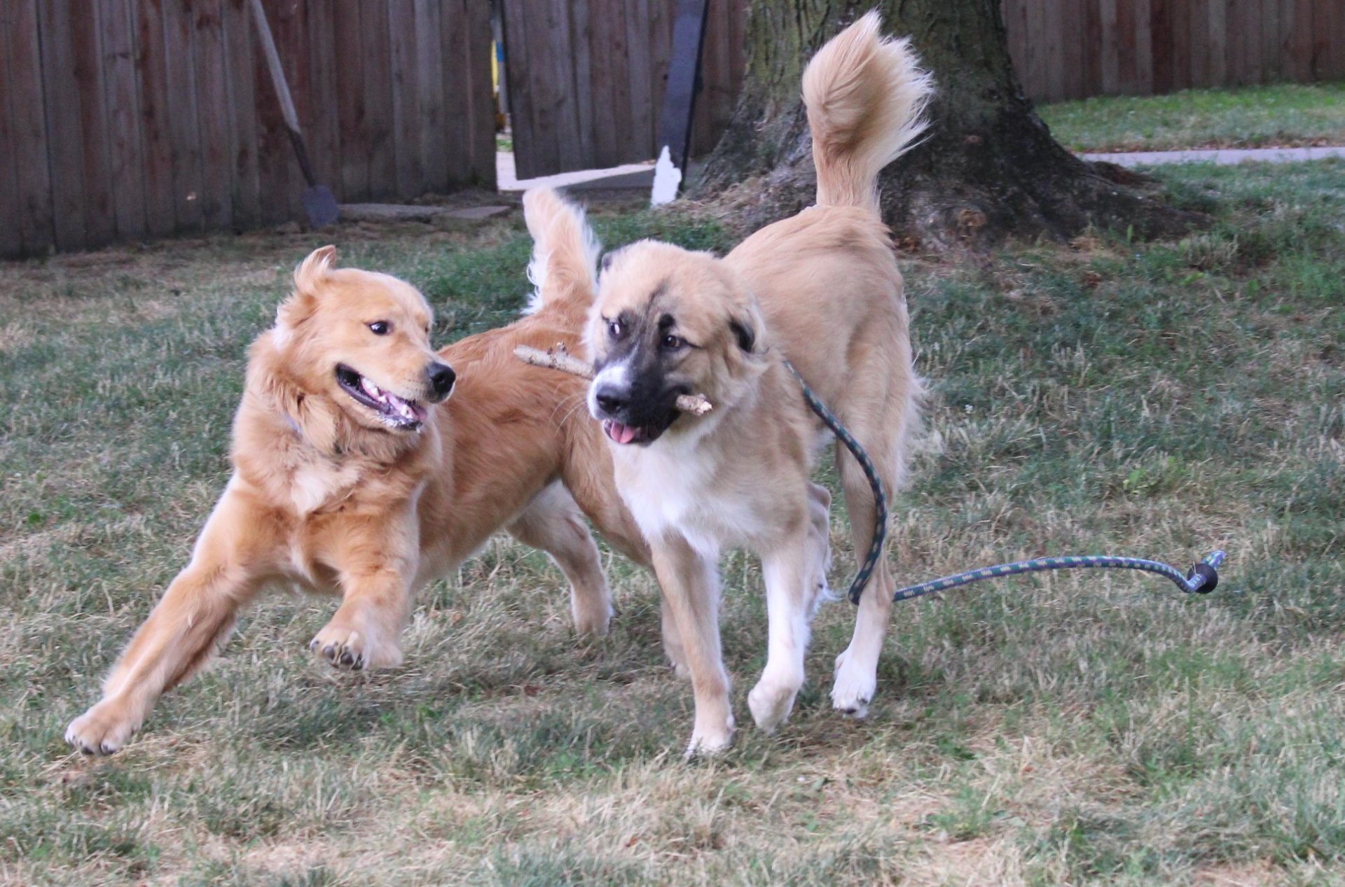 Pet Boarding Clinton Twp., MI Shores Kennels