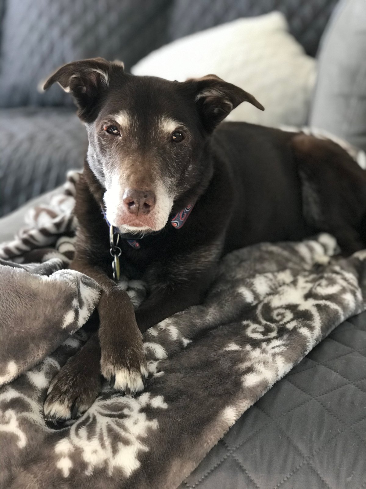 Gallery St. Joseph Animal Hospital St. Joseph, IL