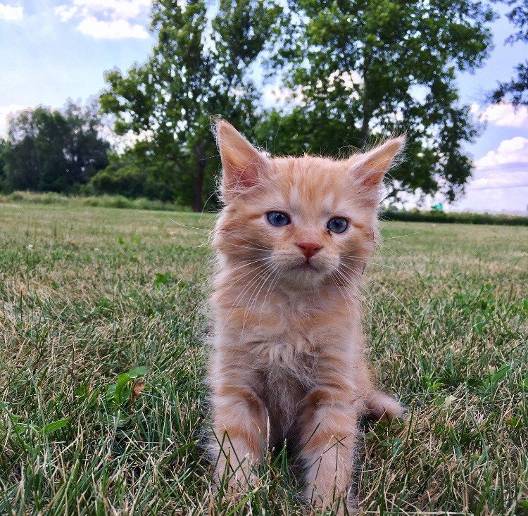 Gallery St. Joseph Animal Hospital St. Joseph, IL