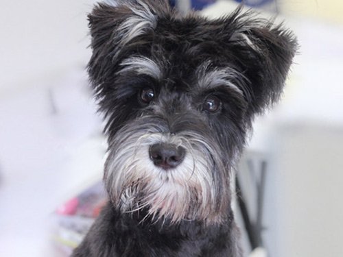 View of a dog being groomed 