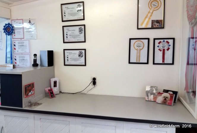 View of a dog before grooming 