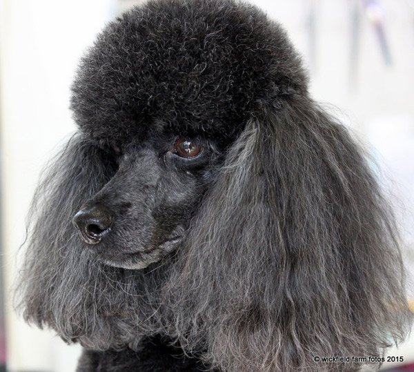 View of a dog before grooming