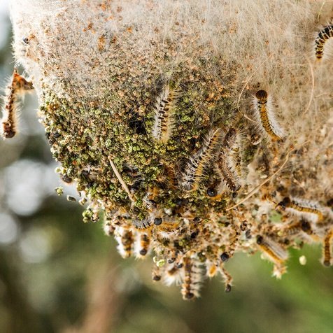 Consigli per eliminare infestazioni di processionaria