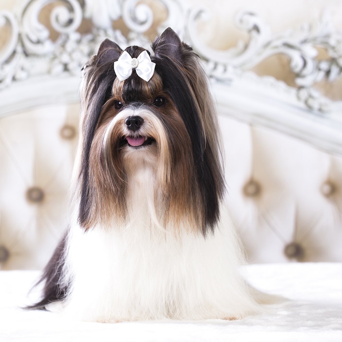 Christines Grooming Studio | Bowmanville Pet Groomer