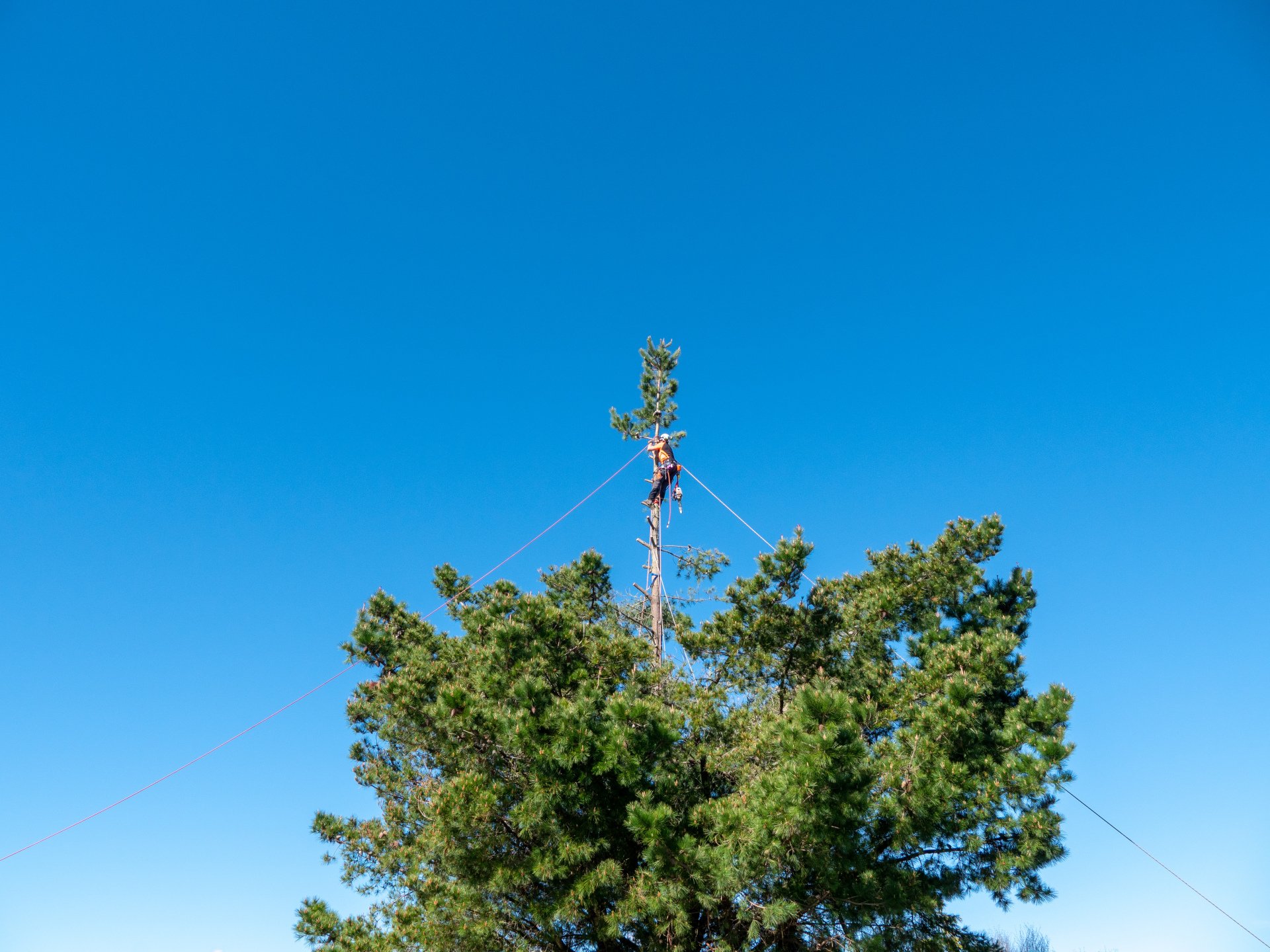Our Projects Tree Guy West Coast
