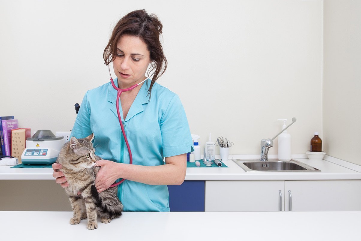 Cat Spay & Neuter Clinic