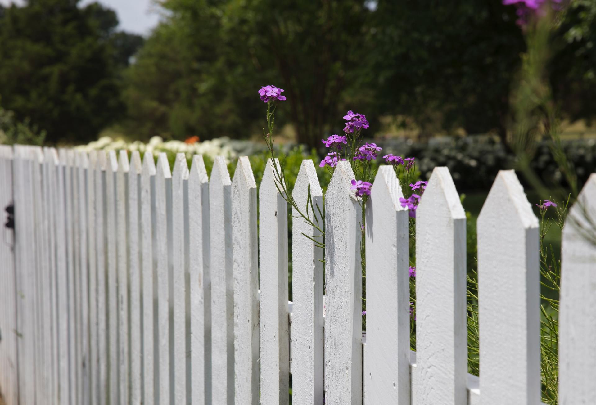 Softwash Fences, Driveway and Deck Washing