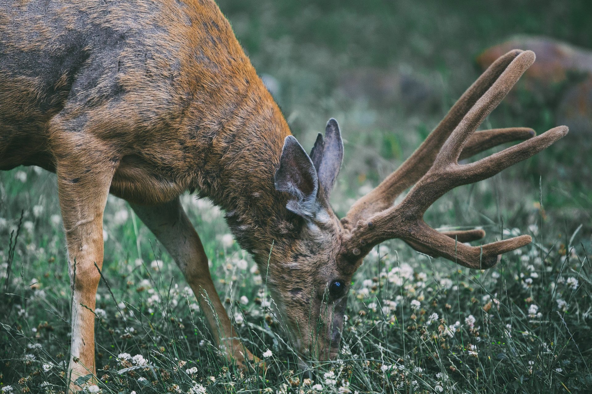 Are Wild Deer In My Yard Dangerous?
