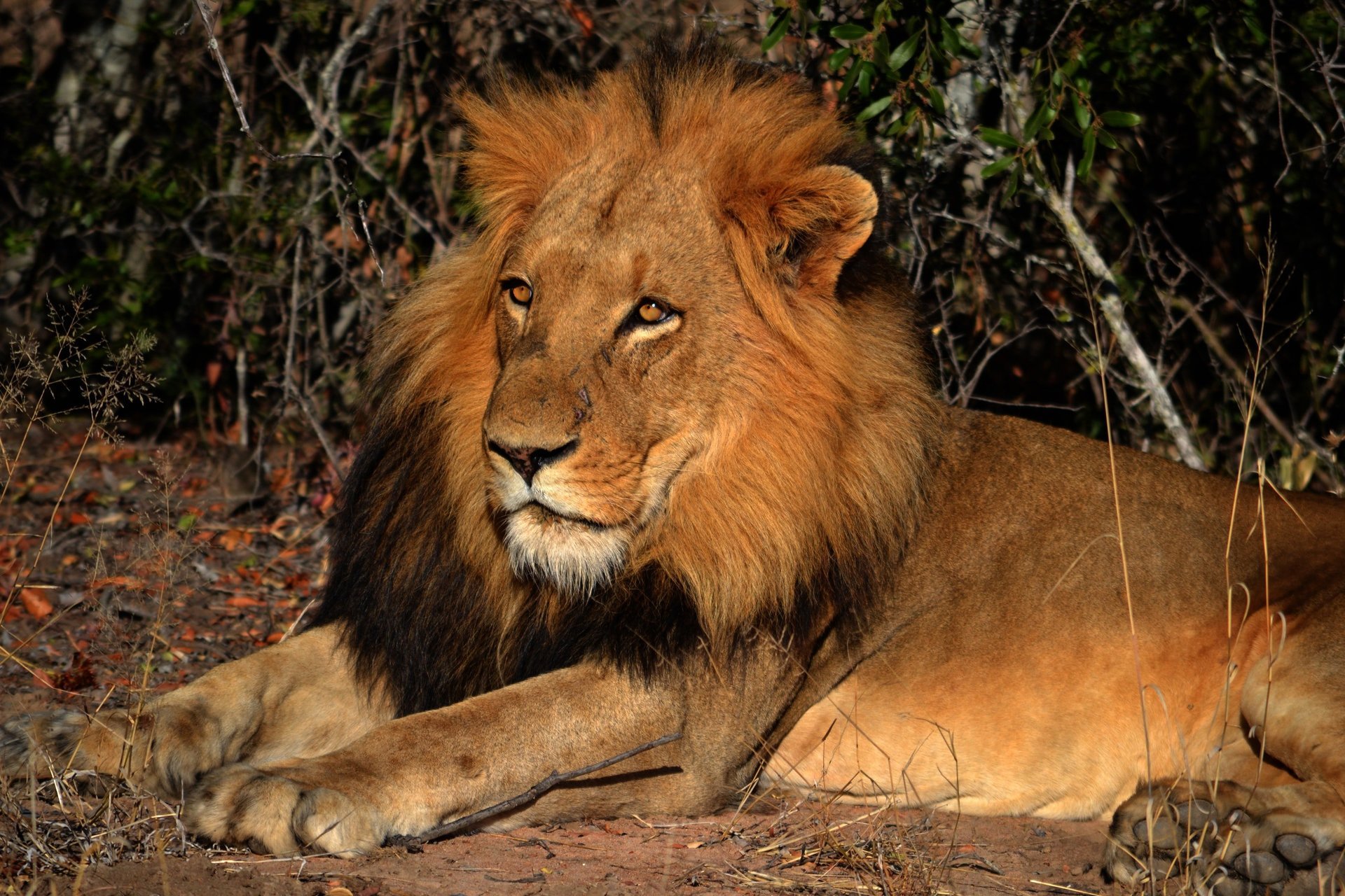 Lion