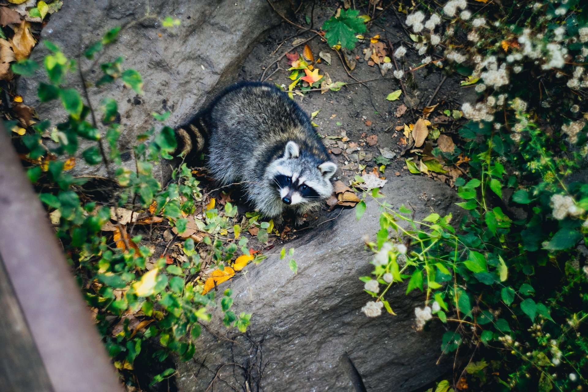 Racoon Removal & Raccoon Pest Control | Los Angeles, Orange County, San
