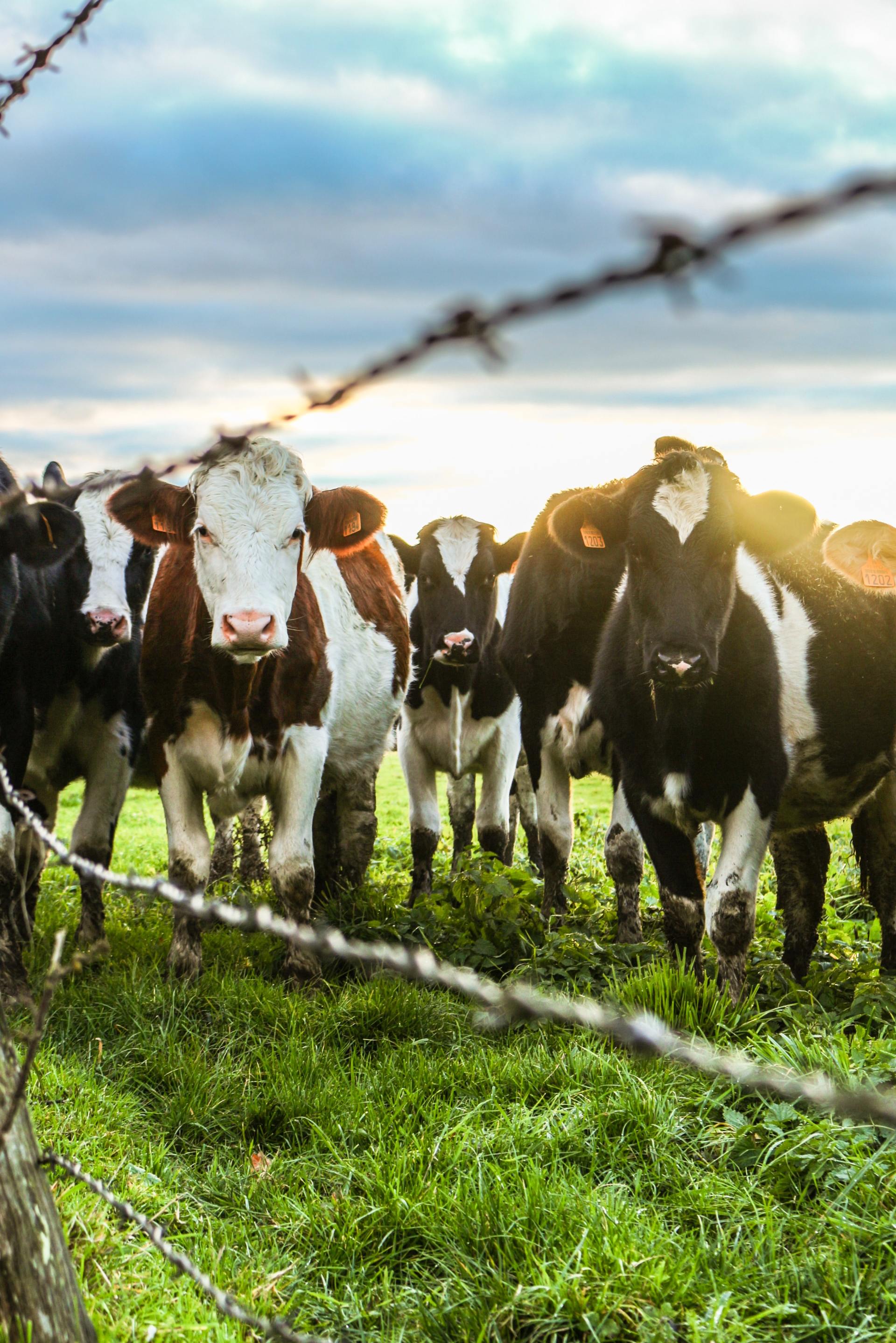 The Surprising Digestive Secret Of Cows - hxjfwoo
