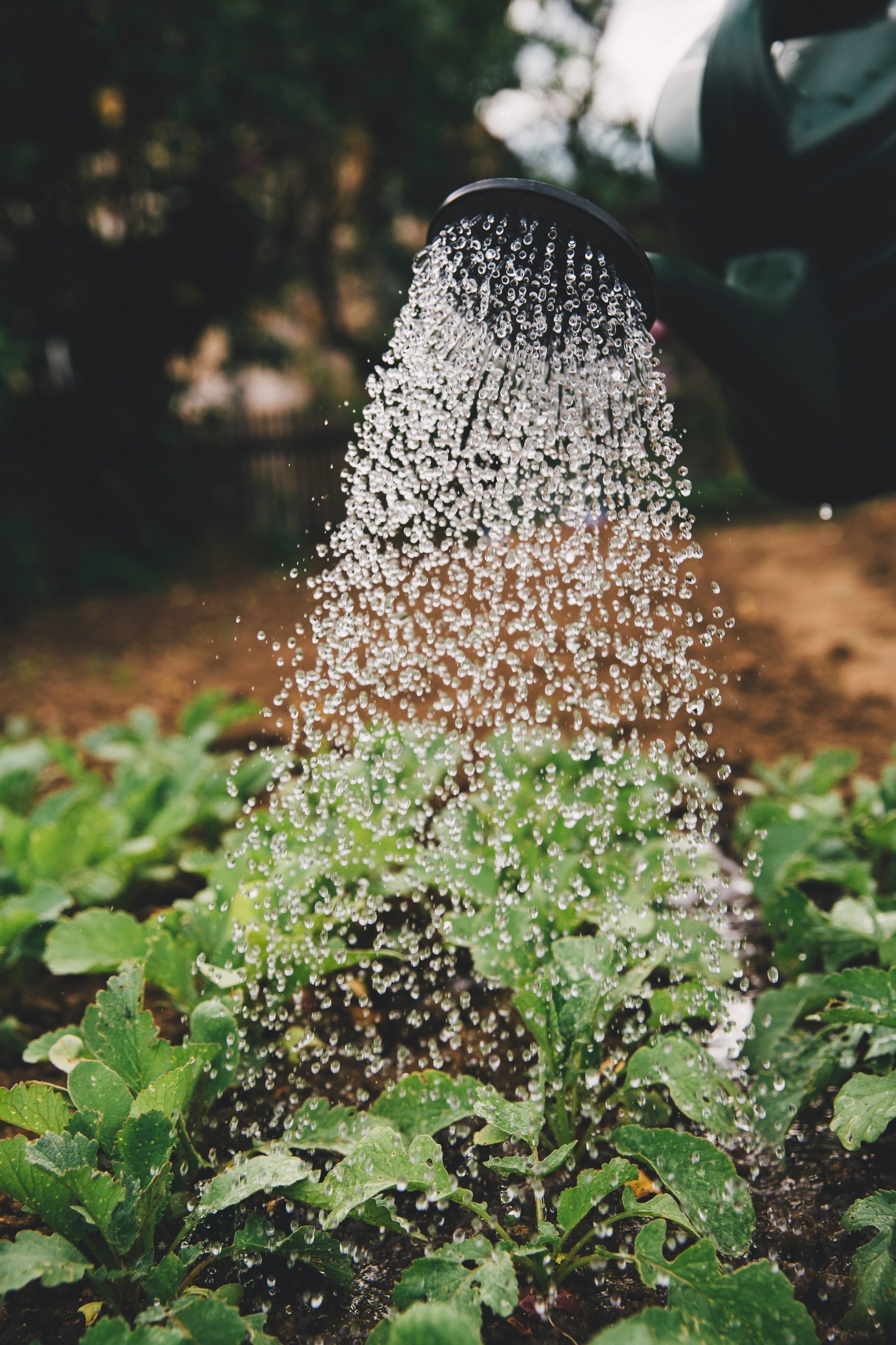 Can you Fertilize Your Plants Too Much?