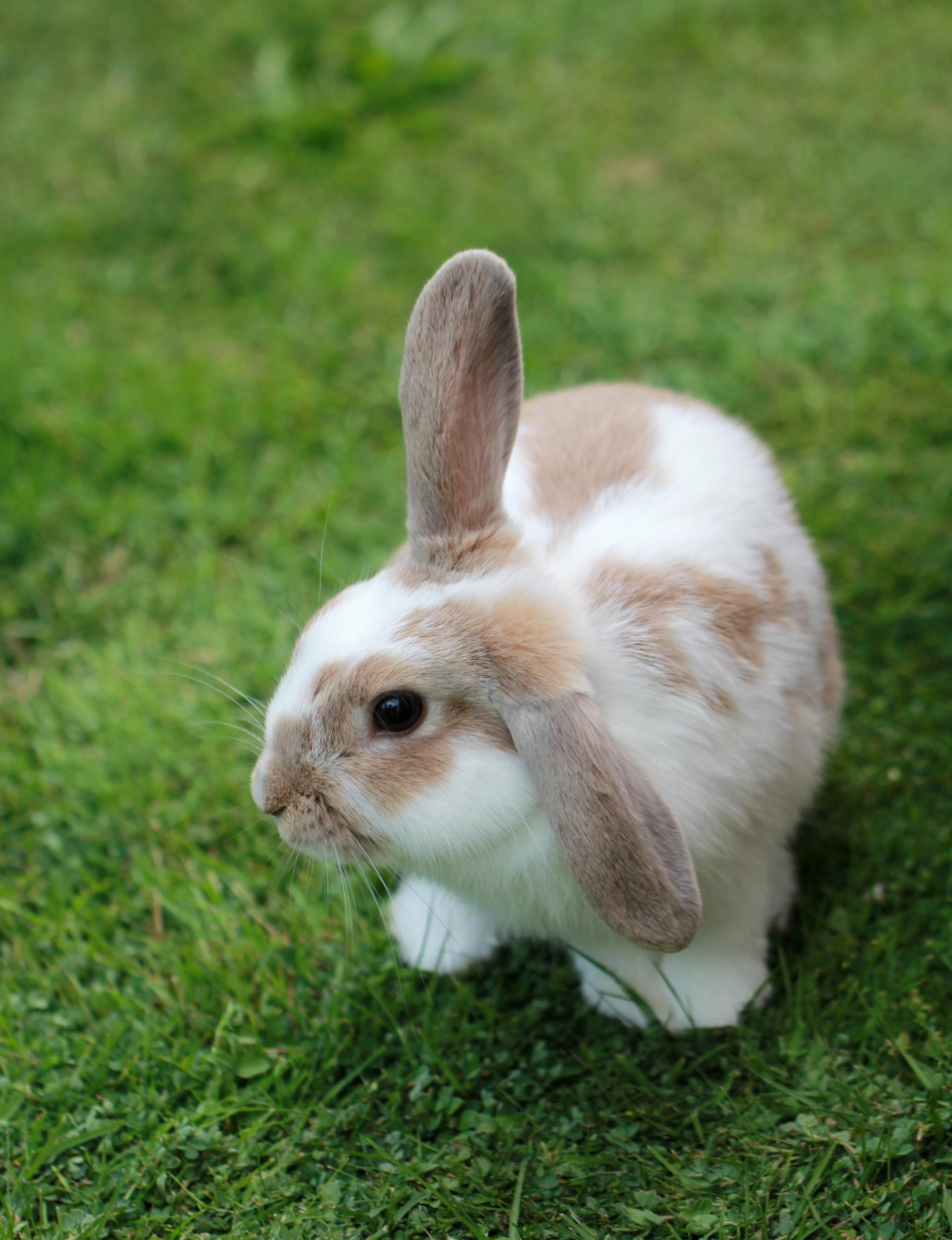 Signs of Sickness in Rabbits