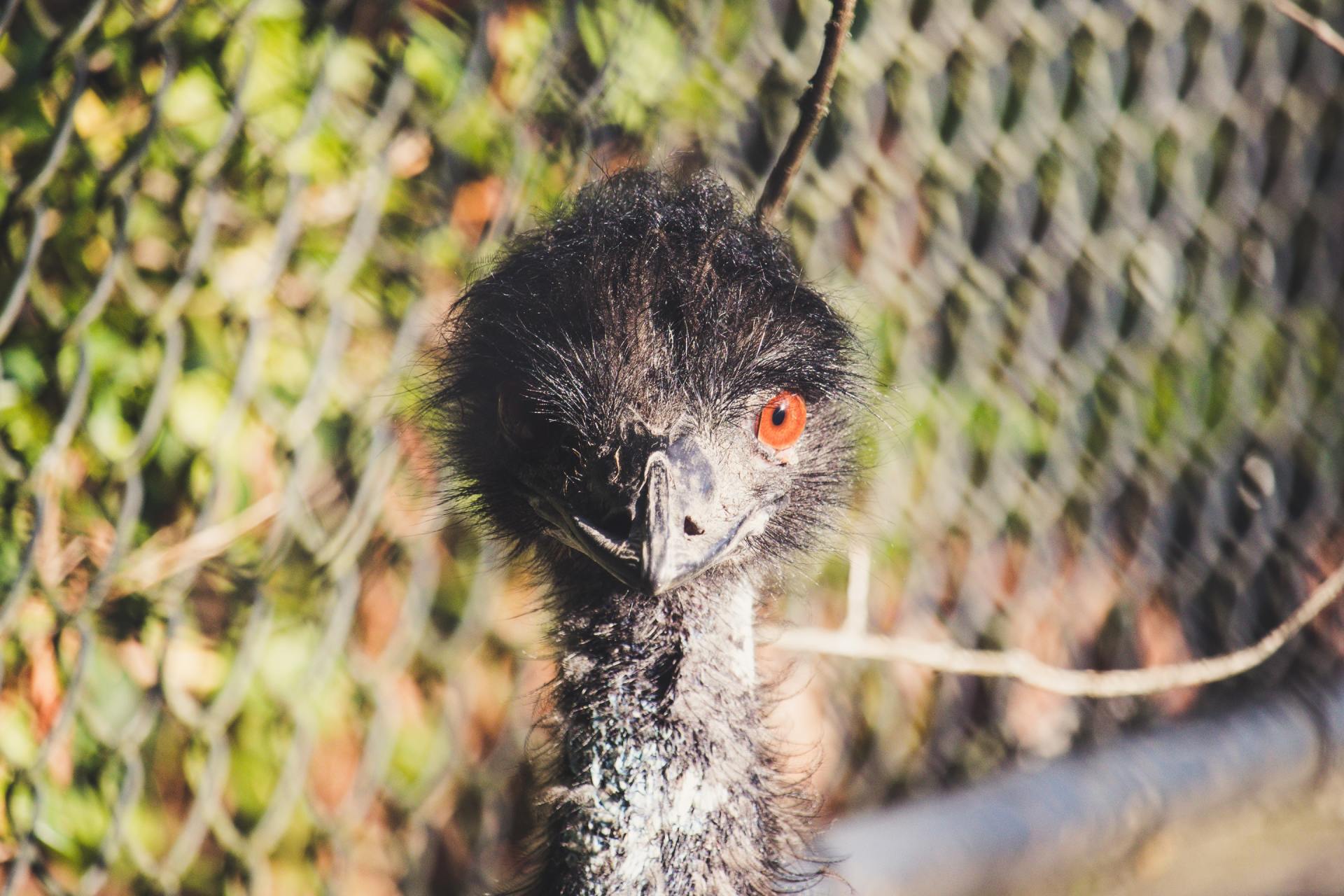 What is Emu Wire Fencing?
