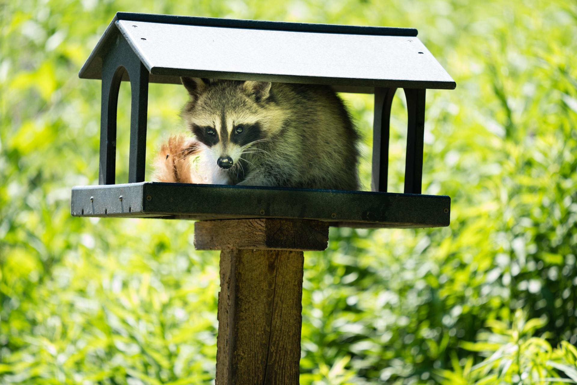 Can You Keep Wildlife As Pets?