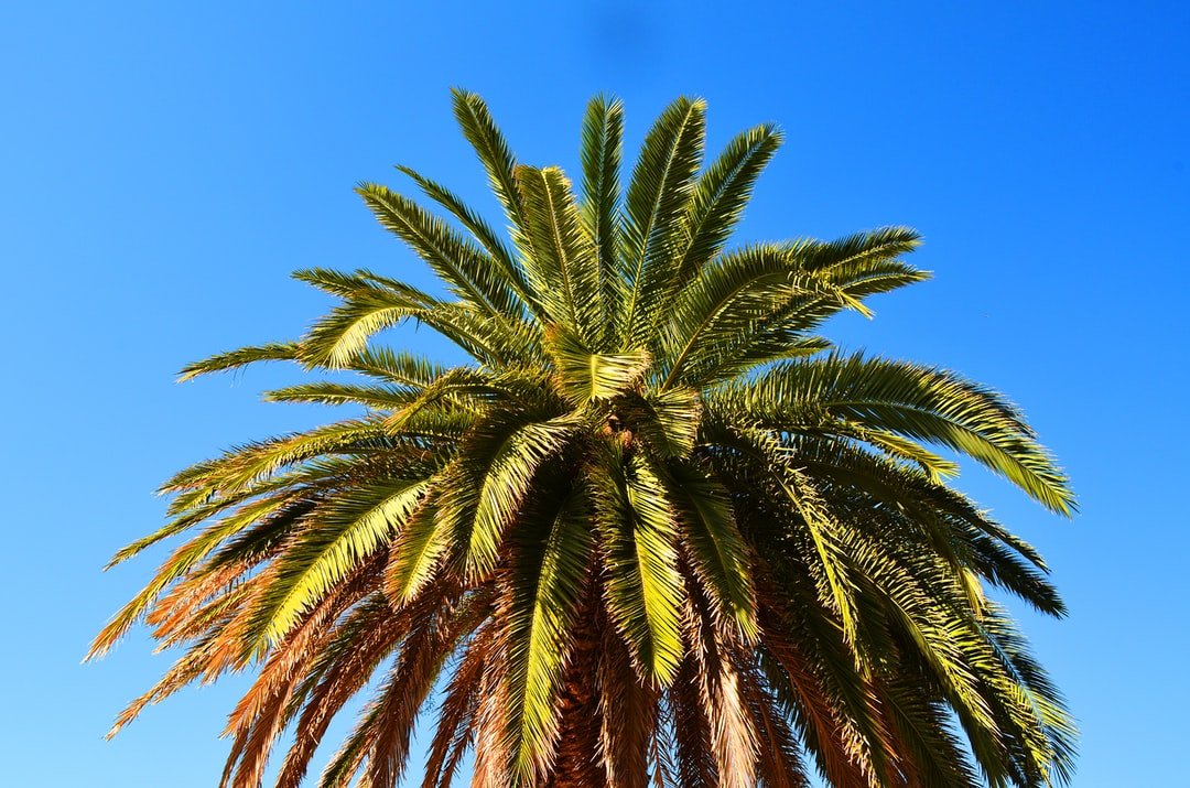 Professional Palm Tree Removal Services In Cleveland, Texas
