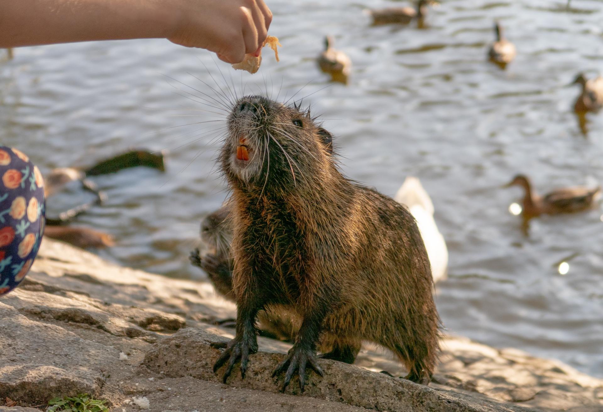 Nutria An Invasive Rodent To Watch Out For