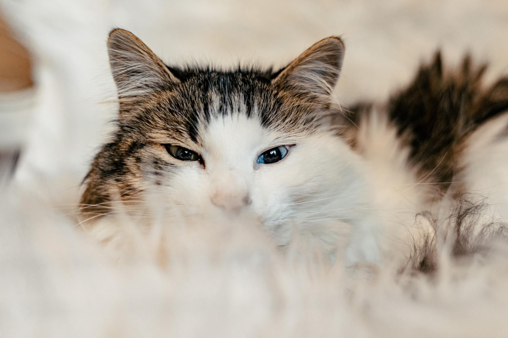 FAQs On Your Cat s Hairballs