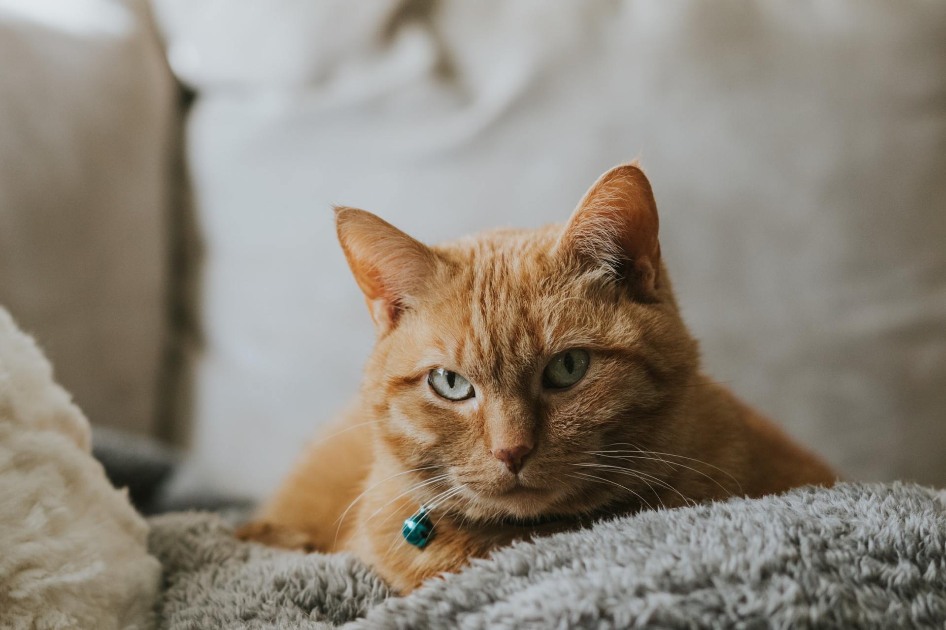 National Garfield Day National Garfield Day