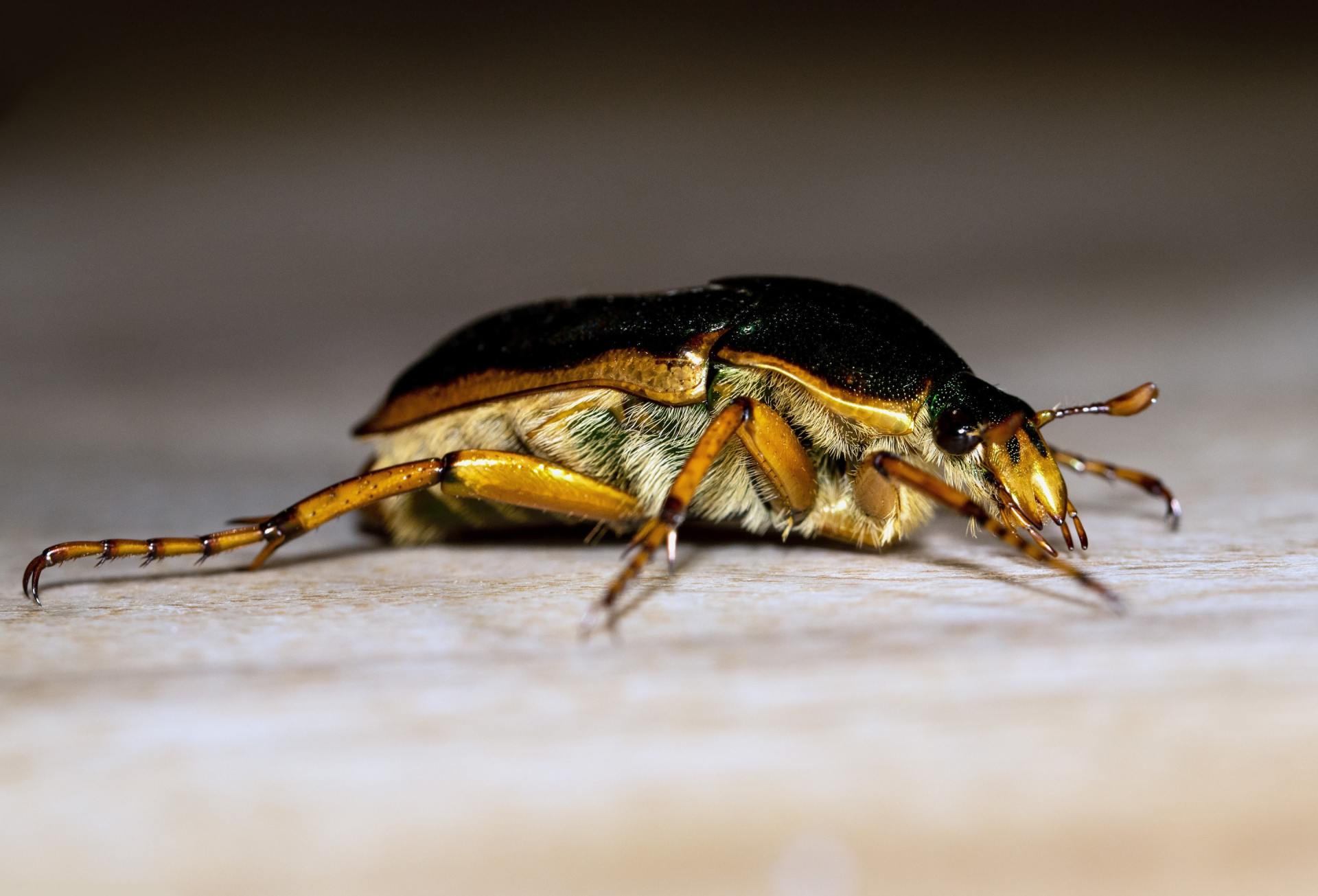 Pest Control Services | Hudson, FL | Seabreeze Pest Control