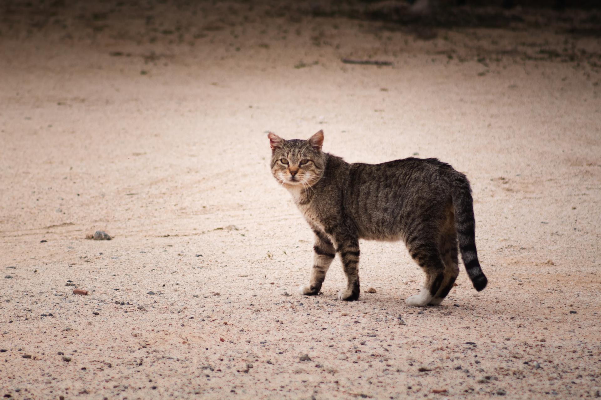 Keep Stray Cats Out of Your Lawn
