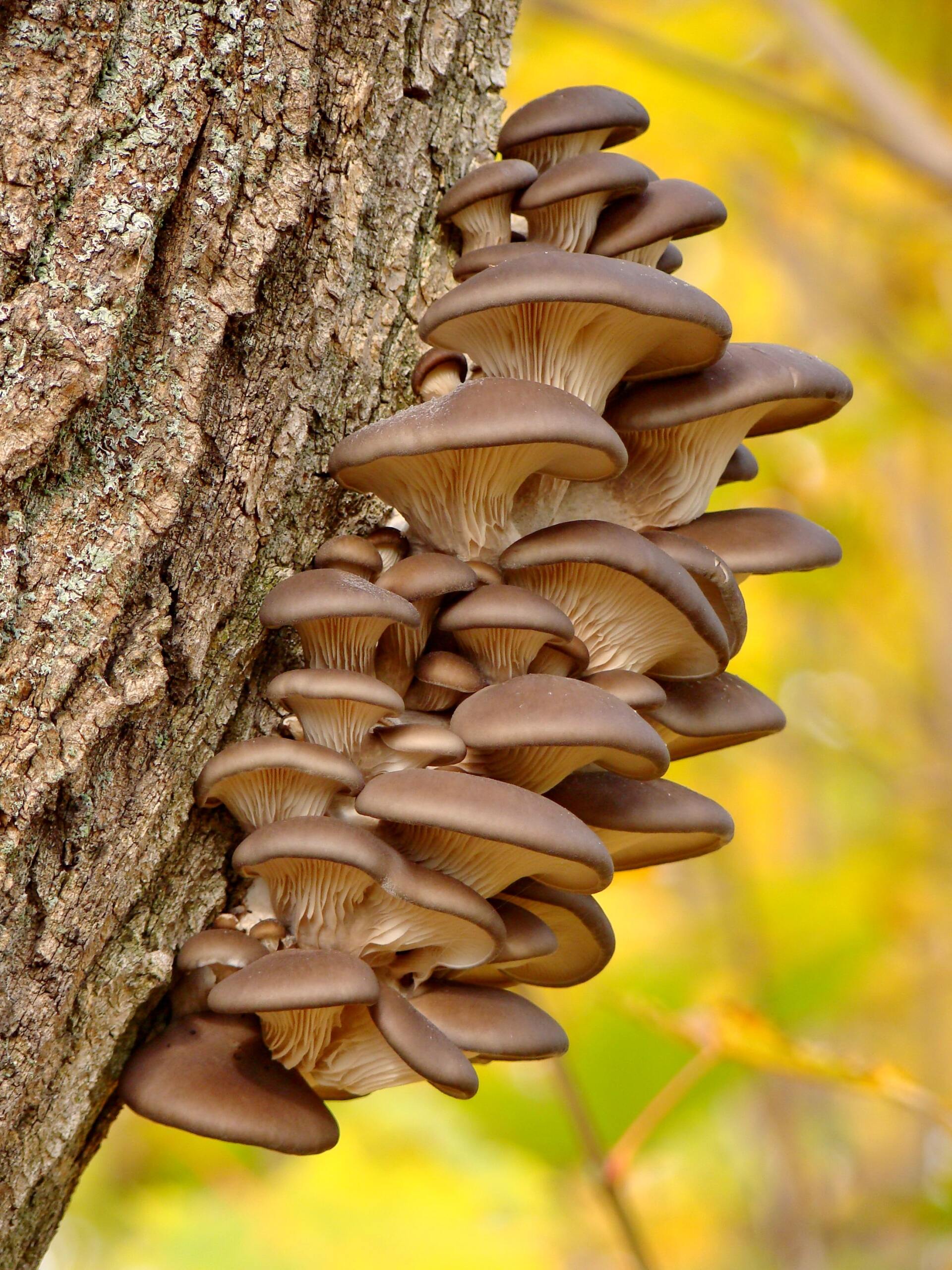 Paddenstoelen en bomen