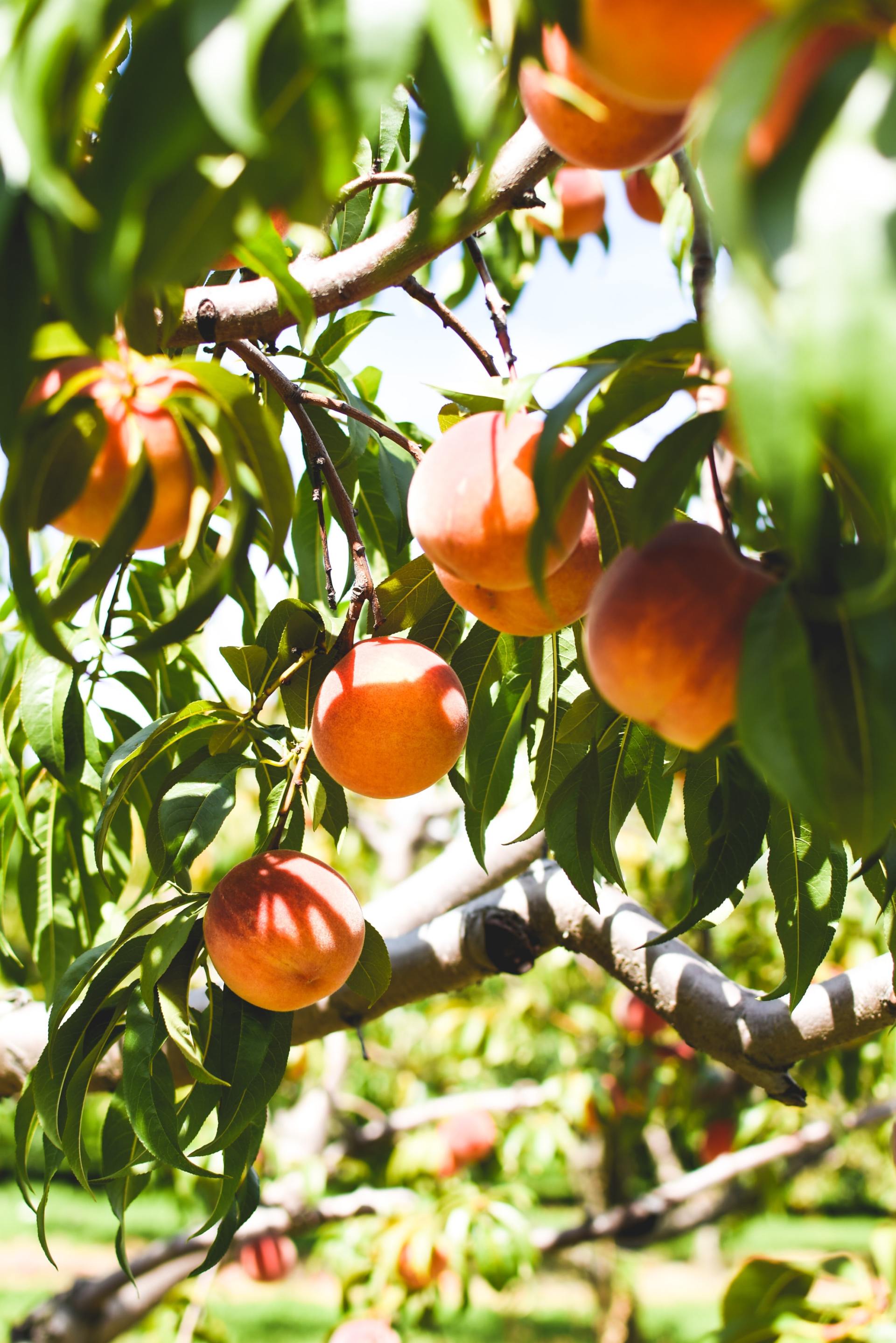 From Tree to Basket The Logistics Behind Peach Season in Ontario