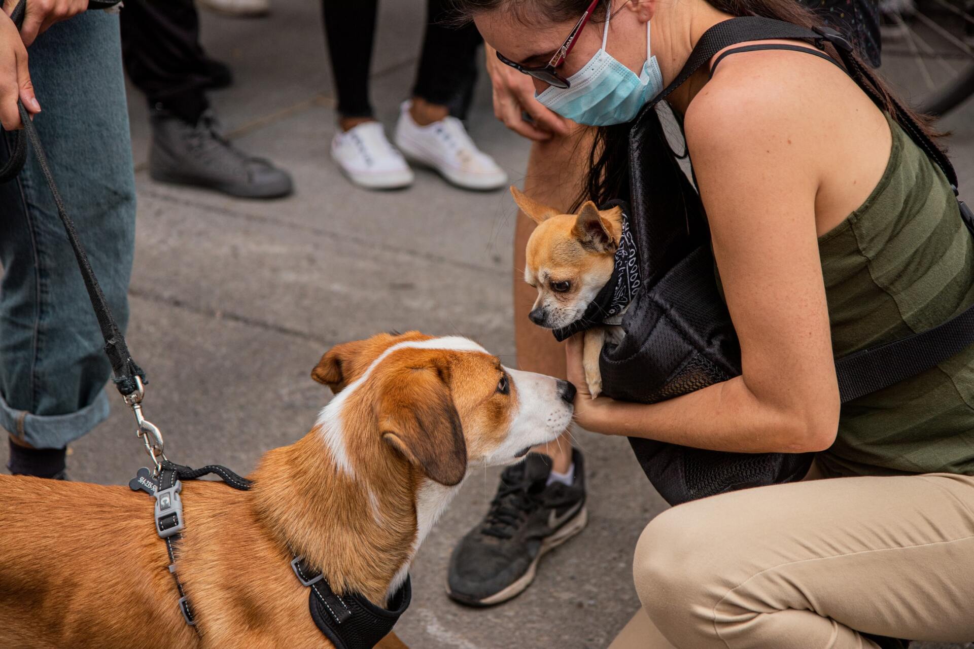 Pets and COVID19