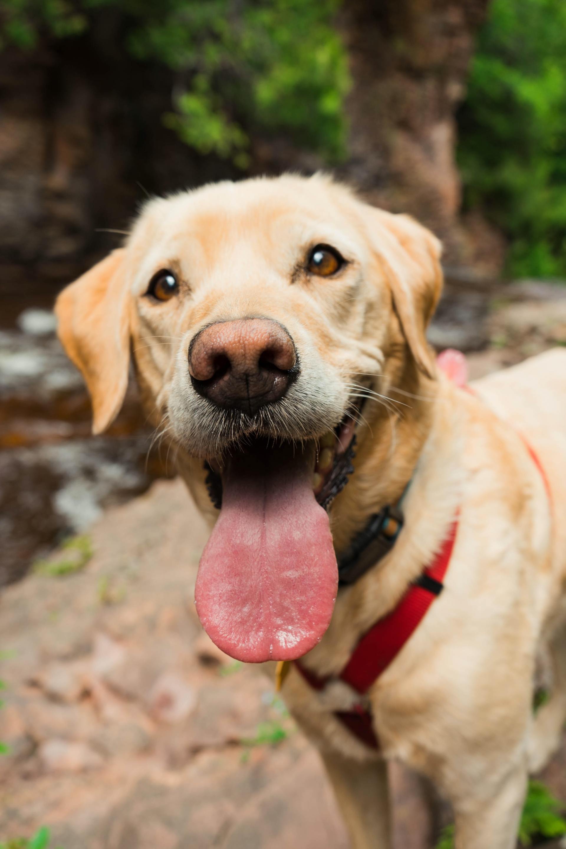 Caroline County Humane Society | Programs & Services