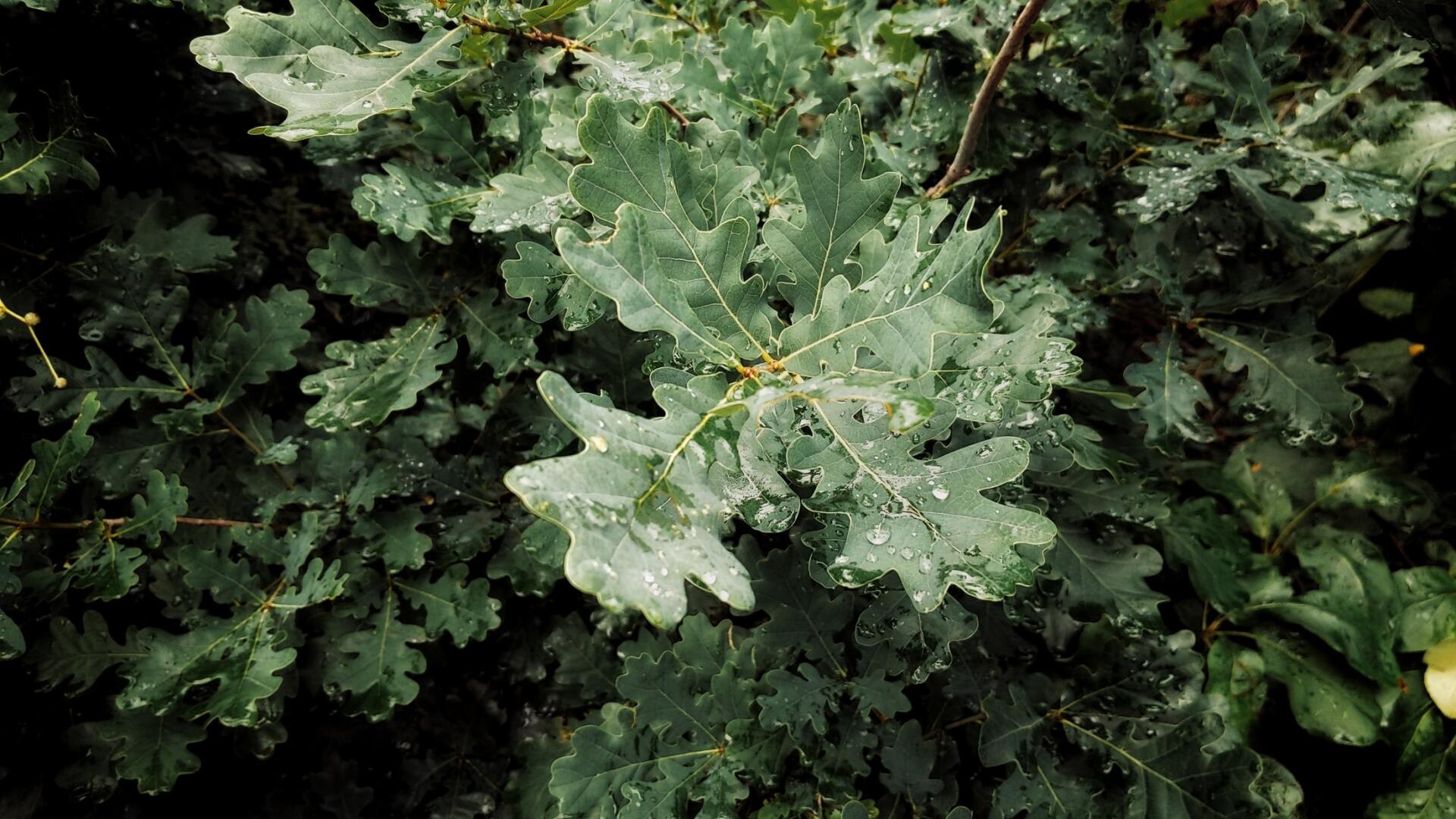 Prune Your Oak Trees